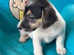 Jack russell pups, Dieren en Toebehoren, België, Particulier, Jack Russell Terriër, 8 tot 15 weken