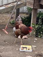 Jonge haan en kip, Kip