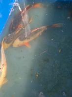 Koi's 4x Asagi 35/40cm, Dieren en Toebehoren, Vissen | Vijvervissen