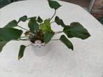 Kamerplant  Anthurium "Flamingo" + witte bloempot, Huis en Inrichting, Kamerplanten, Ophalen