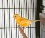 Jonge kanarie (geboren in mei), Dieren en Toebehoren, Vogels | Kanaries, Mannelijk, Zangkanarie