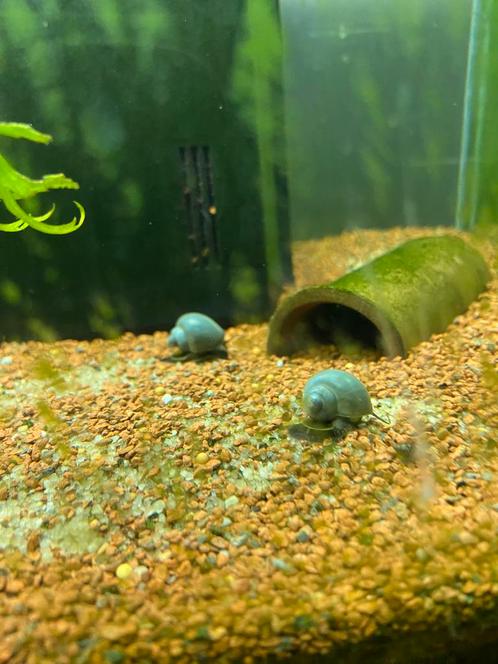 Appelslakken wit en paars voor aquarium, Dieren en Toebehoren, Vissen | Aquariumvissen