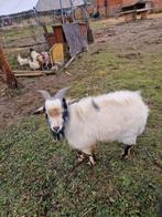 Dwerggeitjes 3 bokjes 1 jaar  te koop of te ruilen.