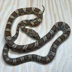 Korenslang 9 maand, Honey, Dieren en Toebehoren, Slang, Tam, 0 tot 2 jaar