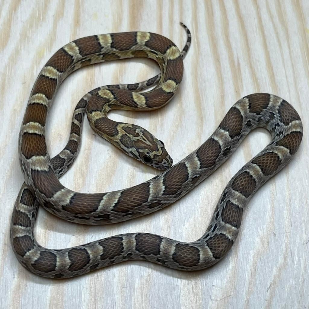 Korenslang 9 maand, Honey, Animaux & Accessoires, Reptiles & Amphibiens, Serpent, 0 à 2 ans, Domestique