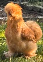 USA zijdehoender broedeitjes beschikbaar uit mijn buff toom, Dieren en Toebehoren, Pluimvee, Kip