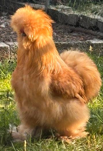 USA zijdehoender broedeitjes beschikbaar uit mijn buff toom, Poule ou poulet