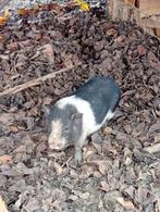 Gottinger beertje, Dieren en Toebehoren, Schapen, Geiten en Varkens