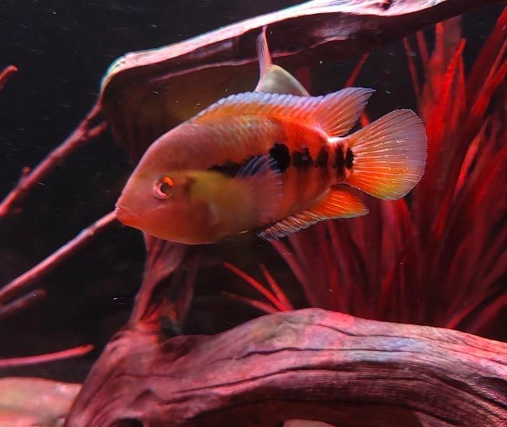Herotilapia multispinosa groepjes, Animaux & Accessoires, Poissons | Poissons d'aquarium