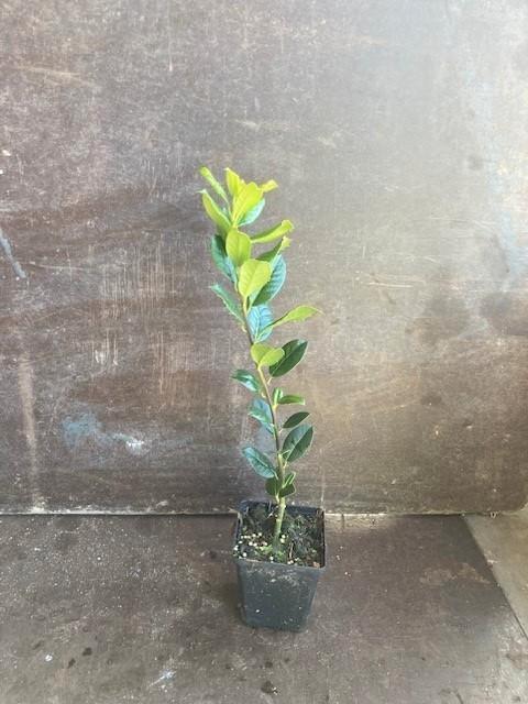 Overstock Prunus caucasica 50/60 Pot 1.5L, Tuin en Terras, Planten | Struiken en Hagen, Struik, Laurier, Minder dan 100 cm, Ophalen