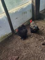 Cochin kriel hen met haan, Dieren en Toebehoren, Pluimvee, Meerdere dieren, Kip