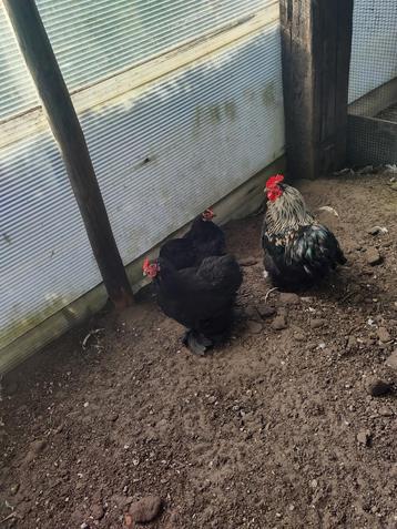 Cochin kriel hen met haan, Dieren en Toebehoren, Pluimvee, Meerdere dieren, Kip