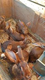 Konijnen, Dieren en Toebehoren, Konijnen