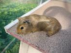 Cavia beertje, Dieren en Toebehoren, Cavia, Mannelijk, Tam, Oktober