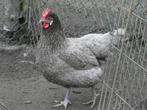 hennen krusing leghorn australorp, Dieren en Toebehoren, Pluimvee, Kip