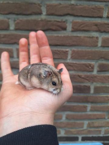 Jonge campbelli dwerghamster, handtam, vele kleuren  beschikbaar voor biedingen