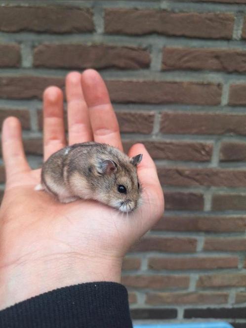 Jonge campbelli dwerghamster, handtam, vele kleuren, Dieren en Toebehoren, Knaagdieren, Hamster