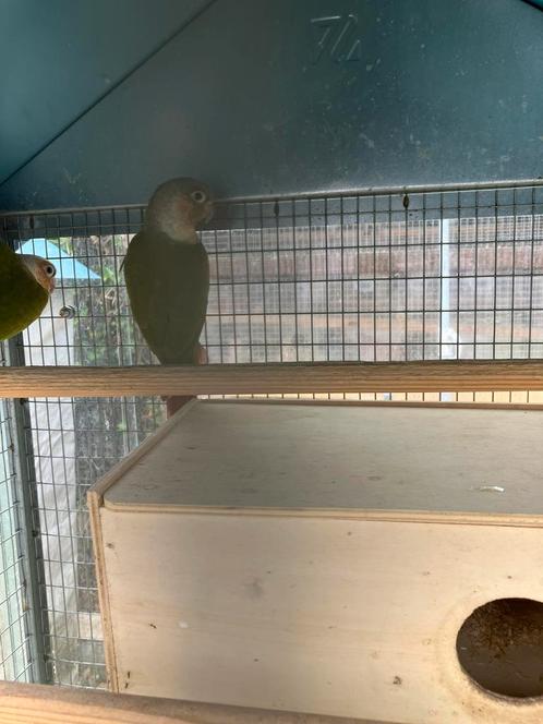 2 MOOIE PYRRHURA S MET OF ZONDER KOOI 100 EURO, Dieren en Toebehoren, Vogels | Parkieten en Papegaaien, Papegaai, Meerdere dieren