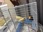 Kanaries mann van 03.2025, Dieren en Toebehoren, Ophalen, Zo goed als nieuw