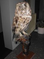 taxidermie uil en uiltje, Ophalen