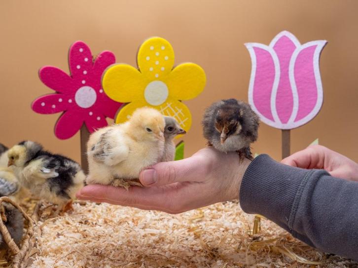 Brahma kuikens groot soort, hennetjes, gesekst en ingeënt, Dieren en Toebehoren, Pluimvee, Kip, Vrouwelijk