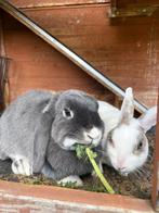 Gratis konijnen, Nain