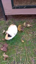 Cavia beertje halflang haar en gladhaar., Dieren en Toebehoren, Knaagdieren, Cavia, Mannelijk, Juli, Tam