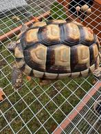 landschildpad met hok, Dieren en Toebehoren, Januari, Geslacht onbekend
