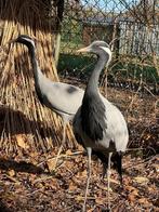 Kweekrijp koppel jufferkraanvogels, Dieren en Toebehoren, Meerdere dieren, Geringd