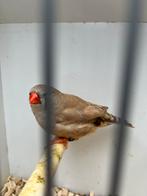 Bruine zebravink pop, Geringd