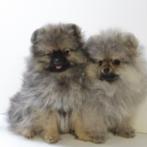 Petit Spitz & Spitz Nain - chiots à vendre, 15 semaines à 1 an, Parvovirose, Autres races, Plusieurs animaux