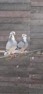 Gratis duifjes, Dieren en Toebehoren, Meerdere dieren, Tuimelaar of Roller