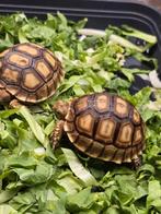 Sporenschildpad jong, Animaux & Accessoires, Reptiles & Amphibiens, Amphibien