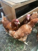 €7.50 per legkip (10 legkippen)