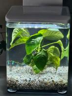 Aquarium, Dieren en Toebehoren, Vissen | Aquaria en Toebehoren, Ophalen, Gebruikt
