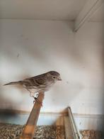 Agaat geel mozaiek 2025, Dieren en Toebehoren