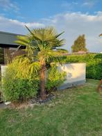 Palmboom  Pinnate, Tuin en Terras, Ophalen, Lente, Palmboom, 100 tot 250 cm