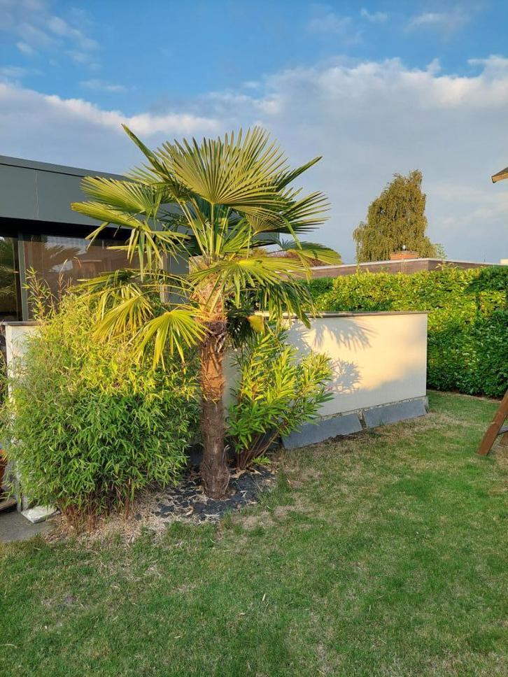Palmboom  Pinnate, Tuin en Terras, Planten | Bomen, Palmboom, 100 tot 250 cm, Lente, Ophalen
