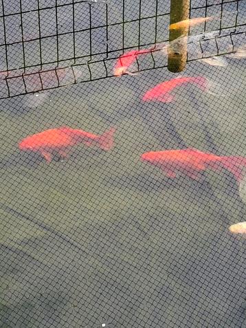 Goudvissen, Poisson(s) rouge(s)