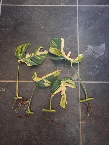 monstera variegata albo aurea thai, Huis en Inrichting, Ophalen of Verzenden