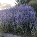 Perovskia blue spire, Ophalen, Volle zon