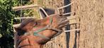 Bruin paardje, Dieren en Toebehoren, Paarden, Minder dan 160 cm, Zadelmak, 11 jaar of ouder, Recreatiepaard