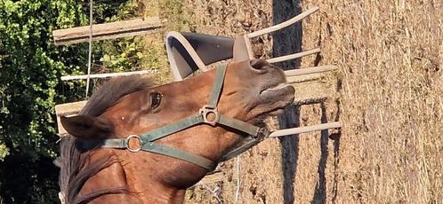 Bruin paardje, Dieren en Toebehoren, Paarden, Merrie, Zadelmak, Minder dan 160 cm, 11 jaar of ouder, Recreatiepaard, Gechipt, Ontwormd