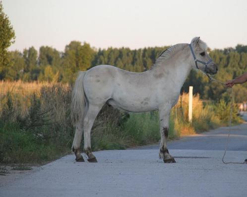 Fjord, Dieren en Toebehoren, Paarden, Hengst, Met stamboom, Gechipt, Ontwormd