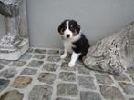 Border collie puppy, Dieren en Toebehoren, België, Reu, CDV (hondenziekte), 8 tot 15 weken