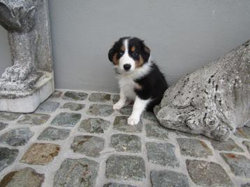 Border collie puppy beschikbaar voor biedingen