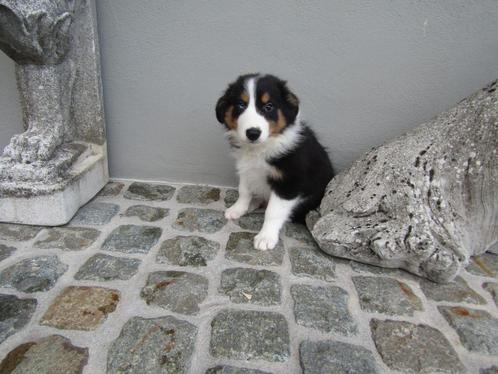 Border collie puppy, Dieren en Toebehoren, Honden | Herdershonden en Veedrijvers, Reu, Collie, Fokker | Professioneel, Eén hond