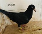 Jonge zwarte ‘24, Animaux & Accessoires, Oiseaux | Pigeons, Pigeon voyageur, Plusieurs animaux