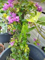 Bougainvillea in pot, Ophalen, Vaste plant, Overige soorten