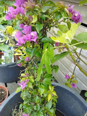 Bougainvillea in pot beschikbaar voor biedingen